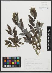Foto von Salix apennina A. K. Skvortsov